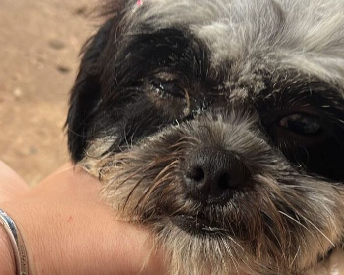  Tutora denuncia possível negligência em pet shop após atendimento a cachorra