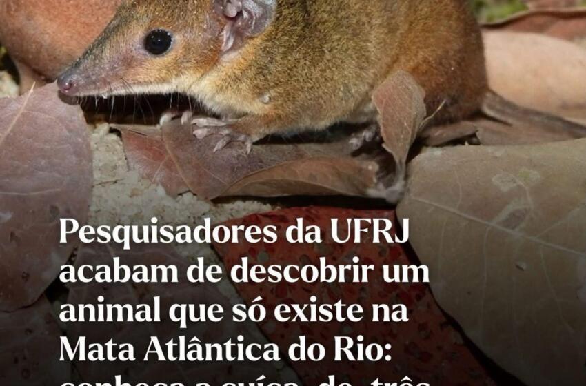  Cientistas descobrem espécie que só existe no brasil