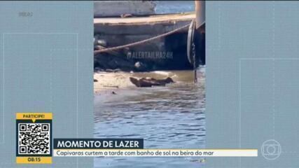  Dupla de capivaras é filmada em momento de lazer na areia da Baía de Guanabara