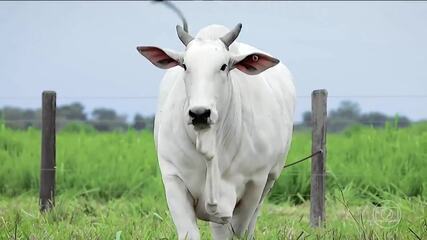 Recorde de produtividade biológica: matriz bovina em Mato Grosso supera média de fertilidade em 12 vezes