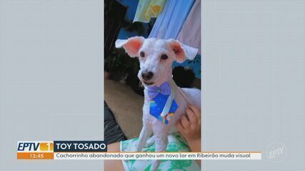 Cão abandonado em Ribeirão Preto ganha novo lar e passa por transformação visual após resgate
