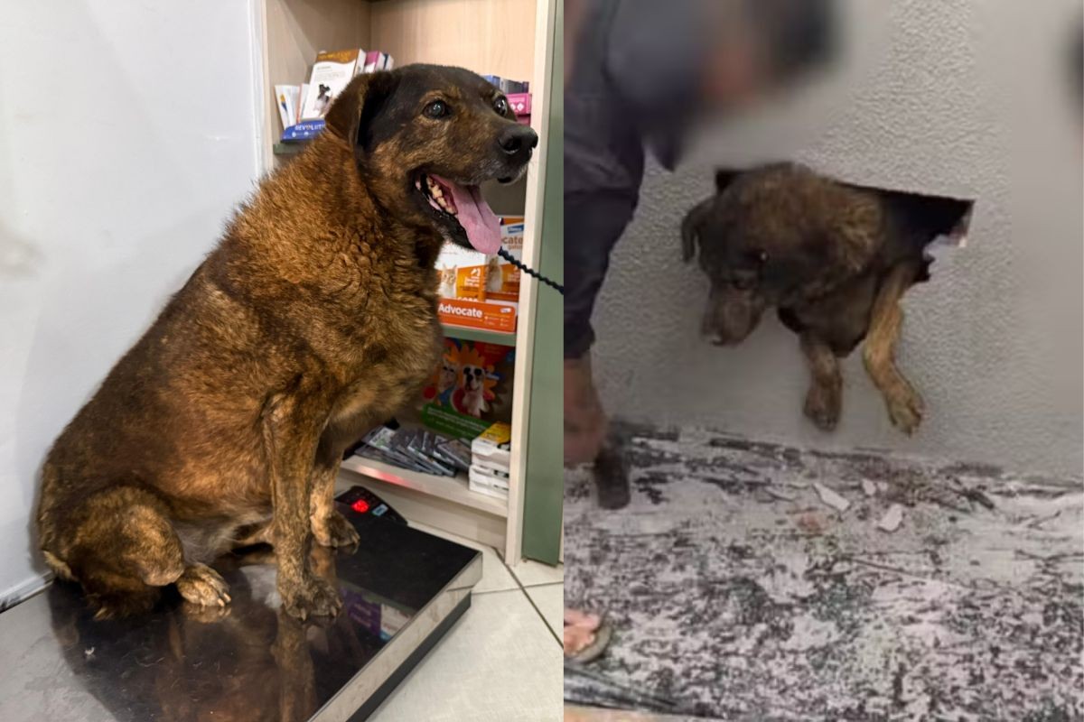 Após resgate em parede de obra, cadela Pandora ganha novo lar em Guarapuava