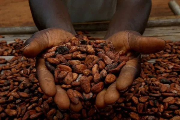 Cotação do cacau despenca em Nova York com aumento na projeção de safra africana