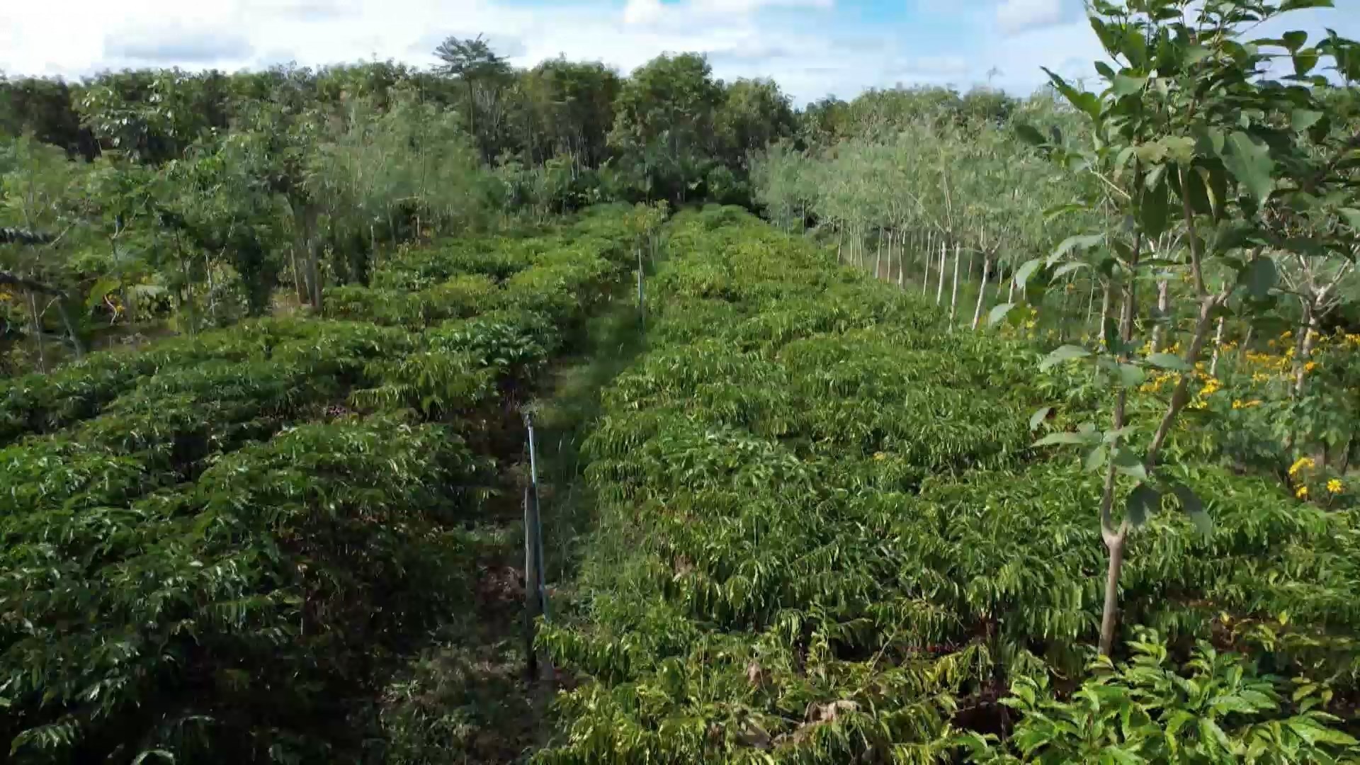 Cultivo agroflorestal de café no Espírito Santo eleva valor de mercado em até 400%
