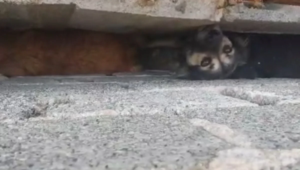 Guarda Ambiental resgata cães presos em vão de parede em Itaquaquecetuba