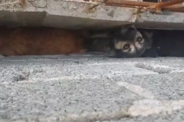 Guarda Ambiental resgata cães presos em vão de parede em Itaquaquecetuba
