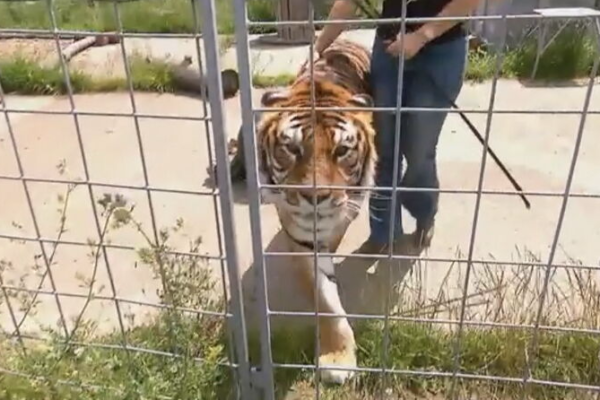 Polícia abate tigre que escapou de recinto e atacou idoso na Alemanha