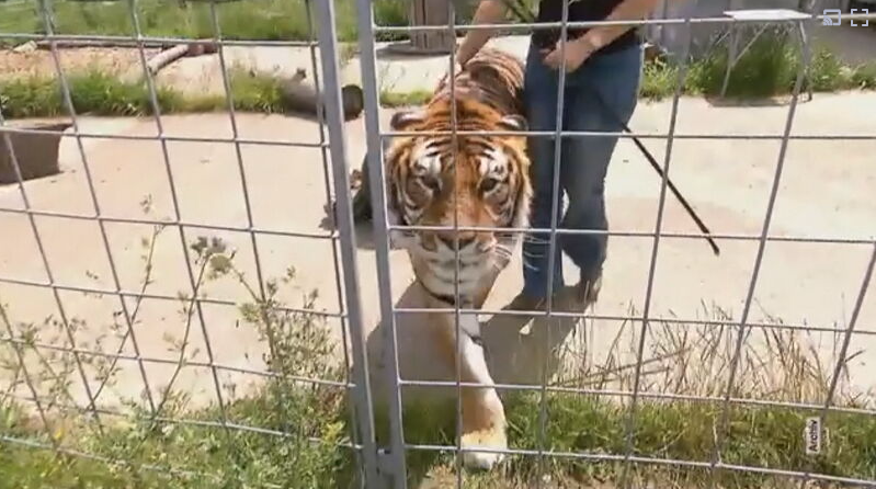 Polícia abate tigre que escapou de recinto e atacou idoso na Alemanha