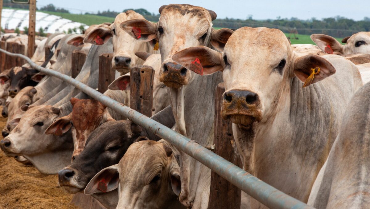China encerra suspensão e volta a importar carne de três frigoríficos do Brasil