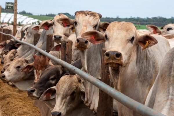 China encerra suspensão e volta a importar carne de três frigoríficos do Brasil