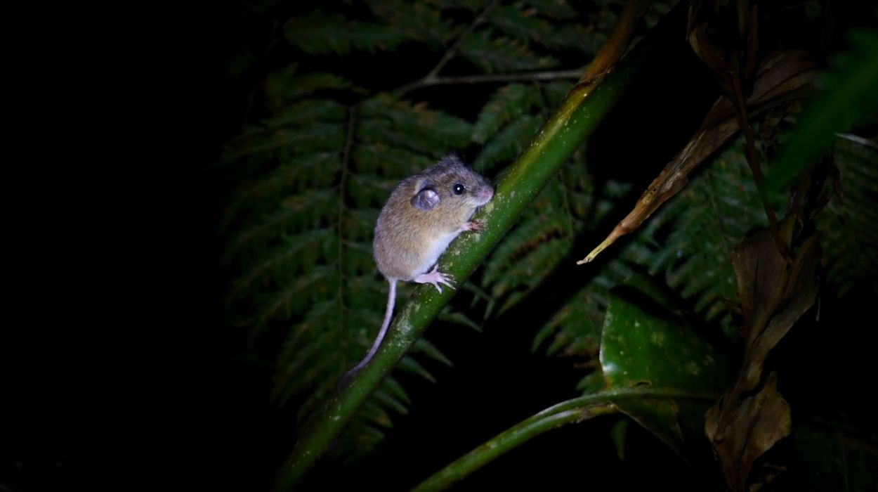 Hantavírus no Brasil: Especialista detalha biologia do ratinho-do-arroz e riscos de transmissão