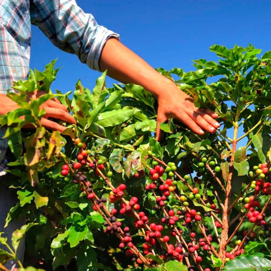 Cafeicultura em Patrocínio: Produtores locais impulsionam 78% da economia do município