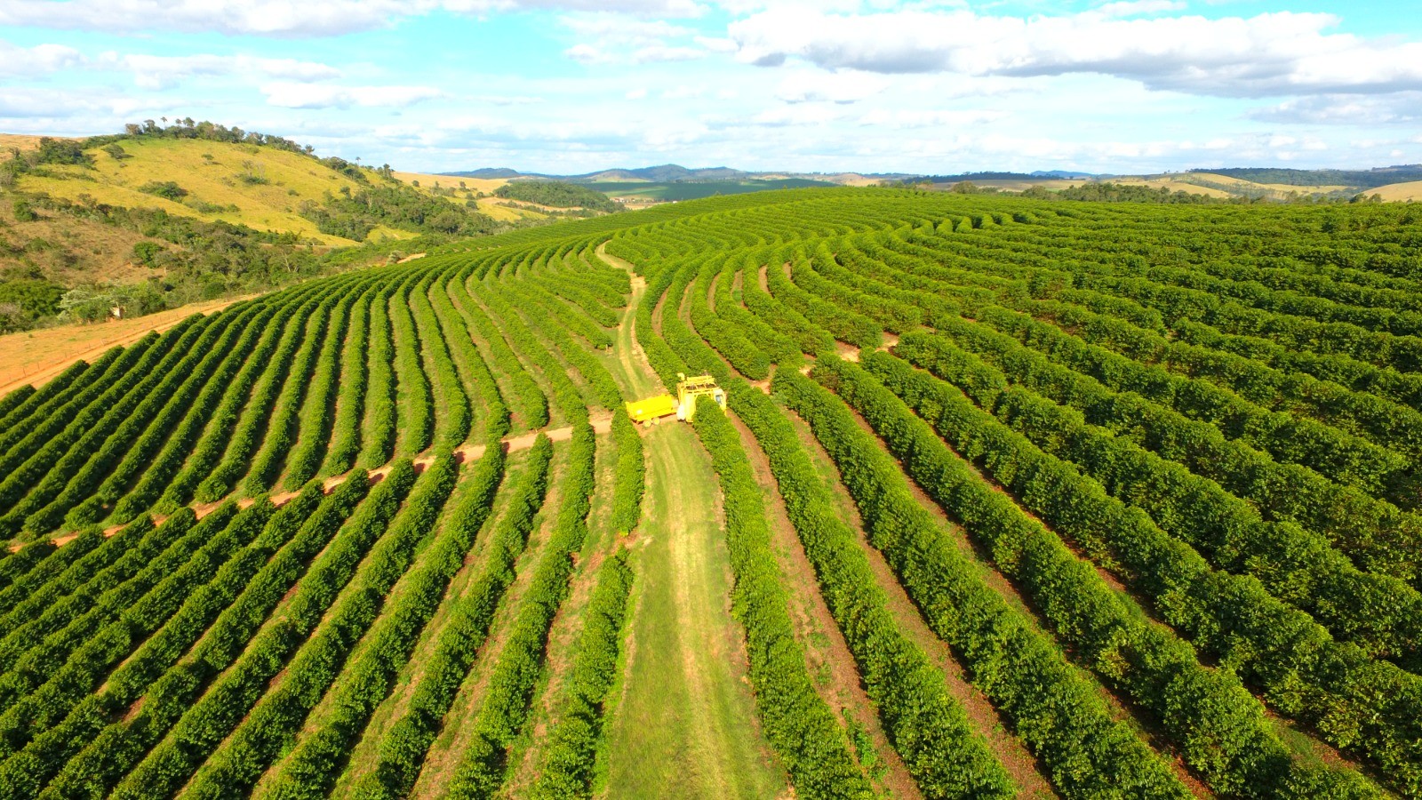 Previsão de safra recorde para 2026 gera impasse e trava comercialização de café no Brasil